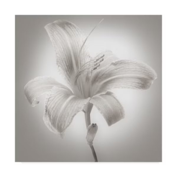 James Mcloughlin 'Tiger Lily I' Canvas Art, 35x35, Trademark Fine Art, Mfr#: WAG06527-C3535GG